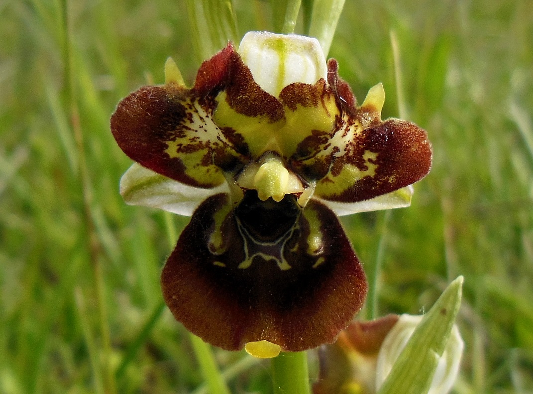 05-19-2016  Ophrys holoserica.jpg