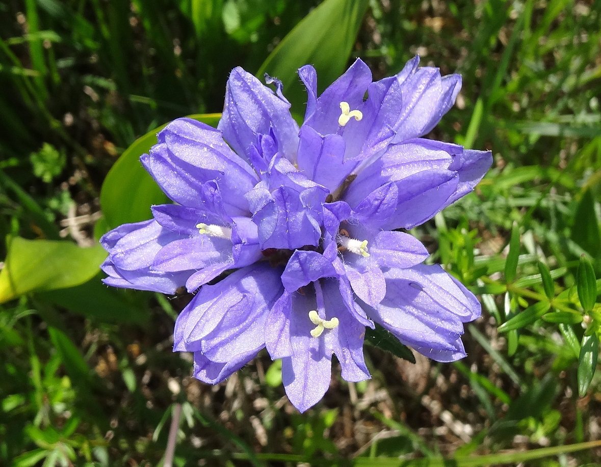 05-23-2018 Campanula cervicaria DSC00914.jpg