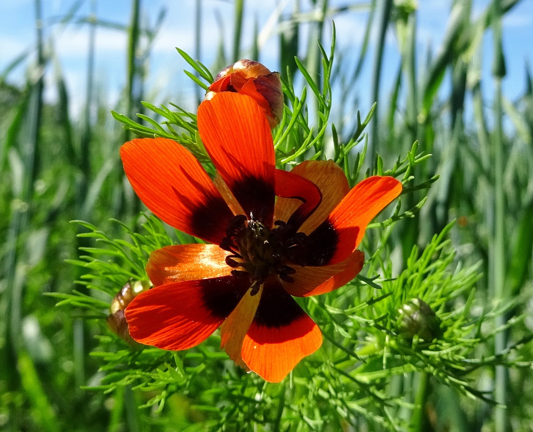 05-26-2021 Adonis autumnalis DSC01592 (5).jpg