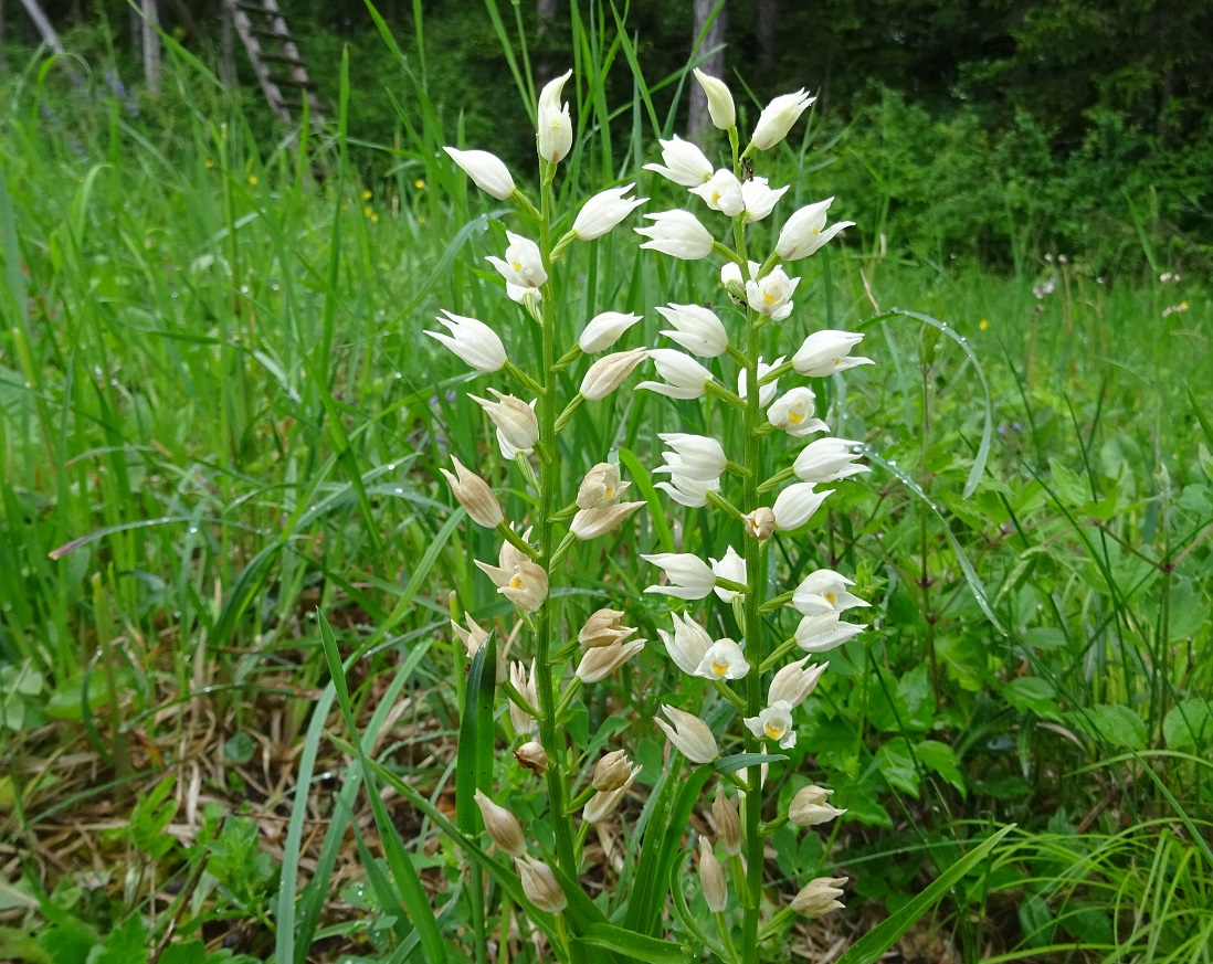 05-28-2020 Cephalanthera longifolia DSC06861.jpg