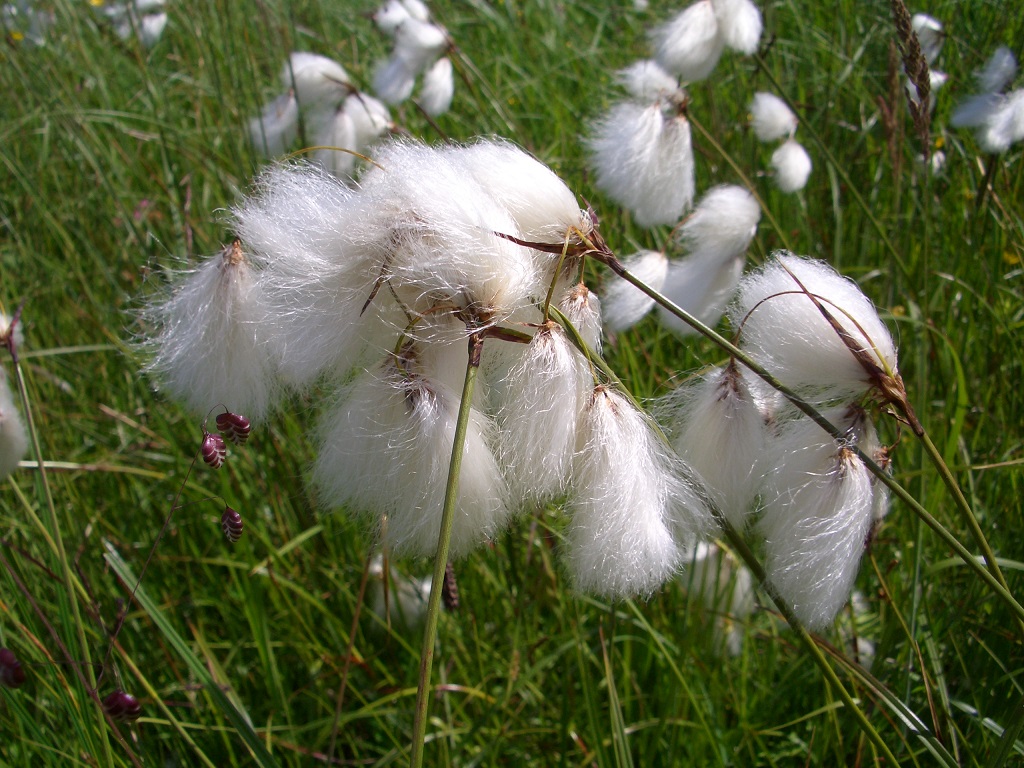 05-29-2013 Eriophorum latifolium.jpg