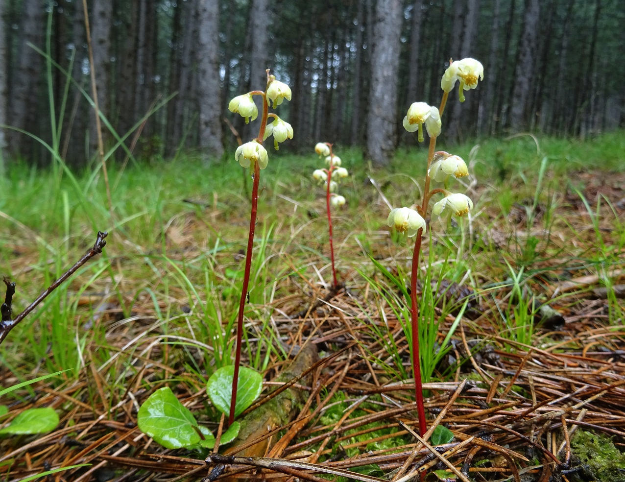 05-29-2019 Pyrola rotundifolia DSC01519.jpg