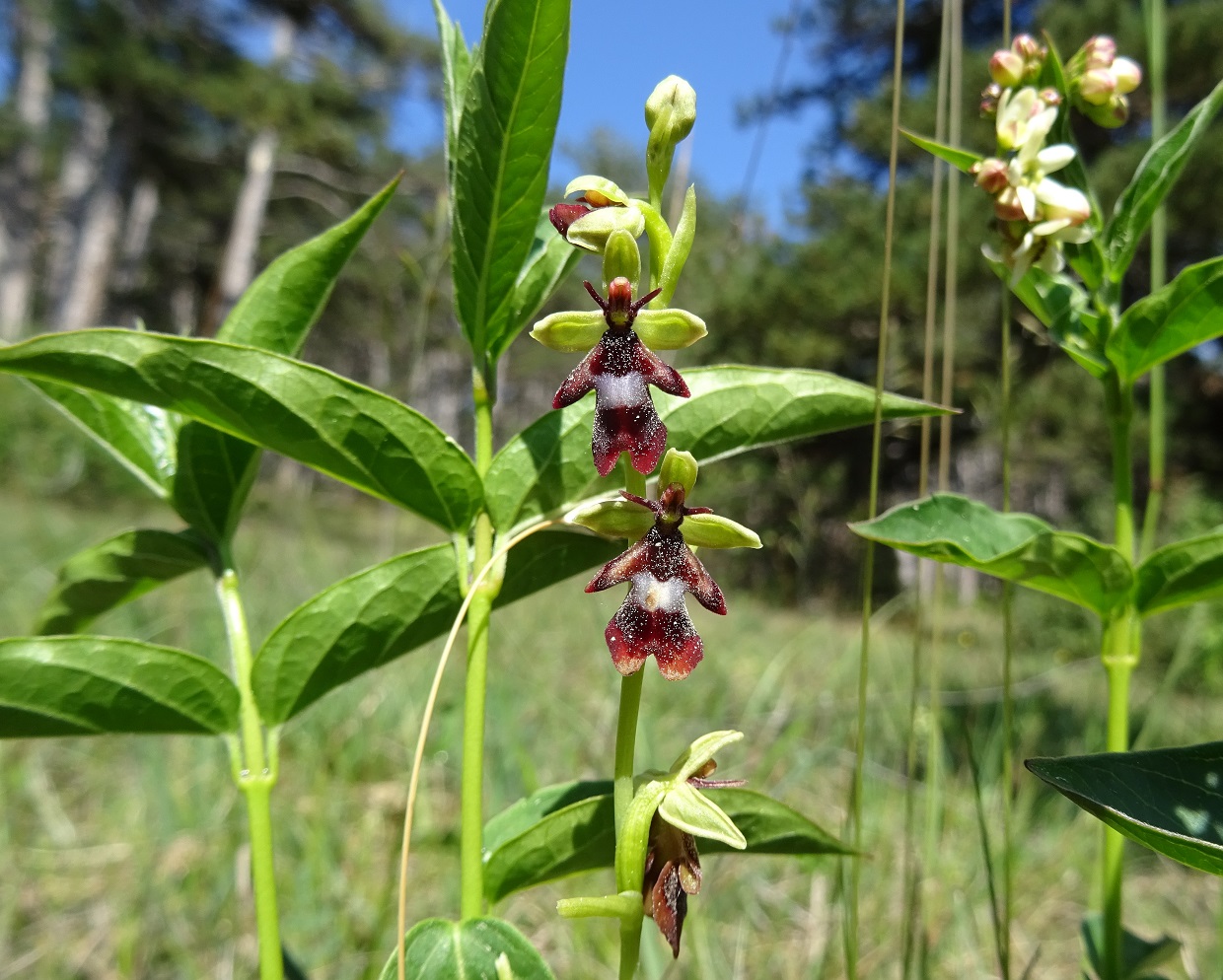 05-29-2021  Ophrys insectifera DSC02241.jpg