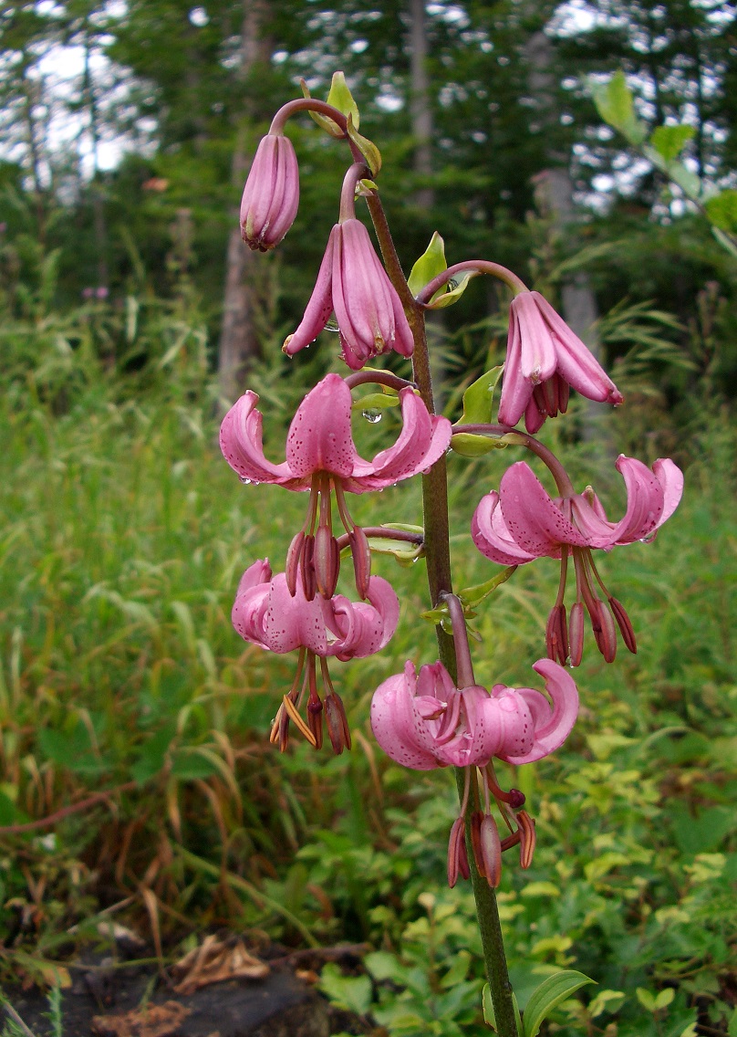 05-30-14 Lilium martagon.jpg