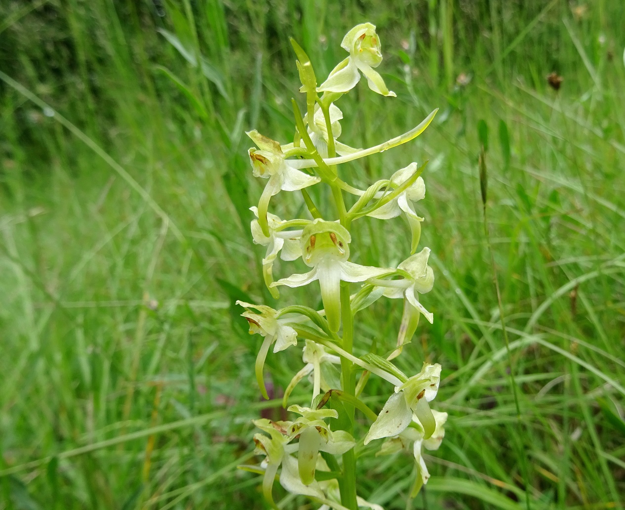 06-05-2020 Platanthera chlorantha DSC08384.jpg