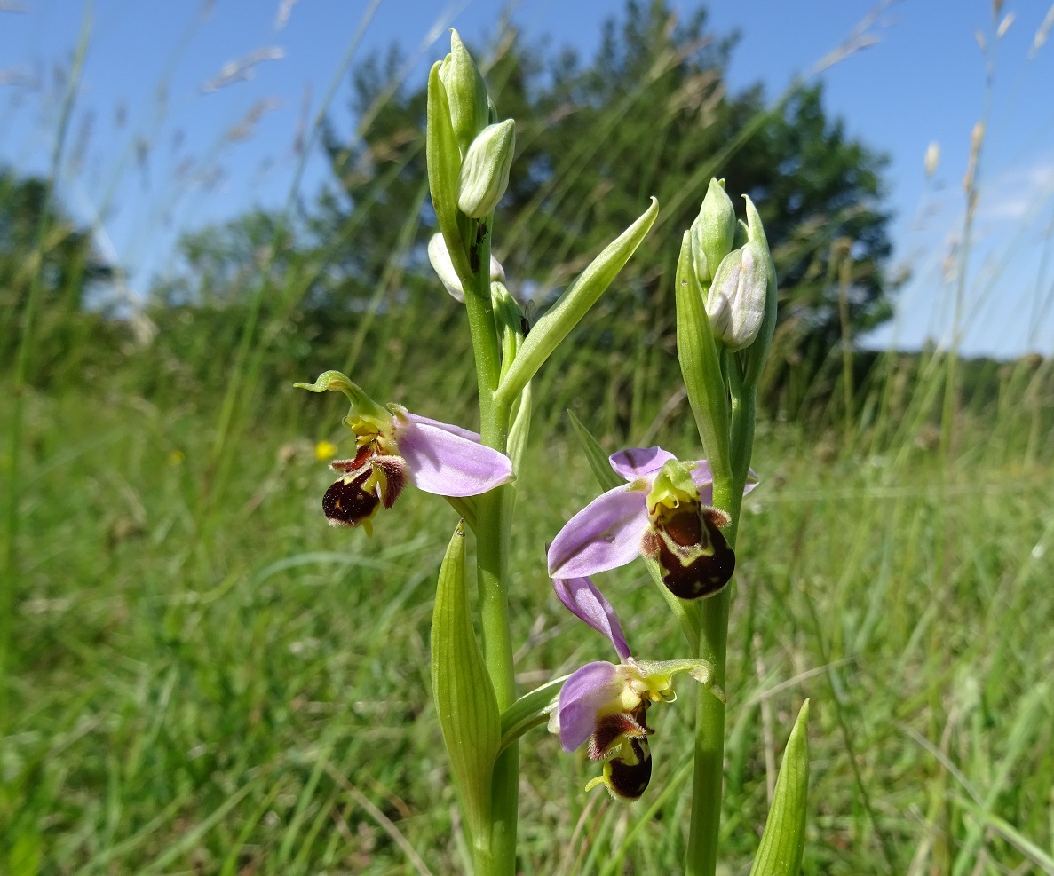 06-08-2019 Ophrys apifera  DSC04711 .jpg