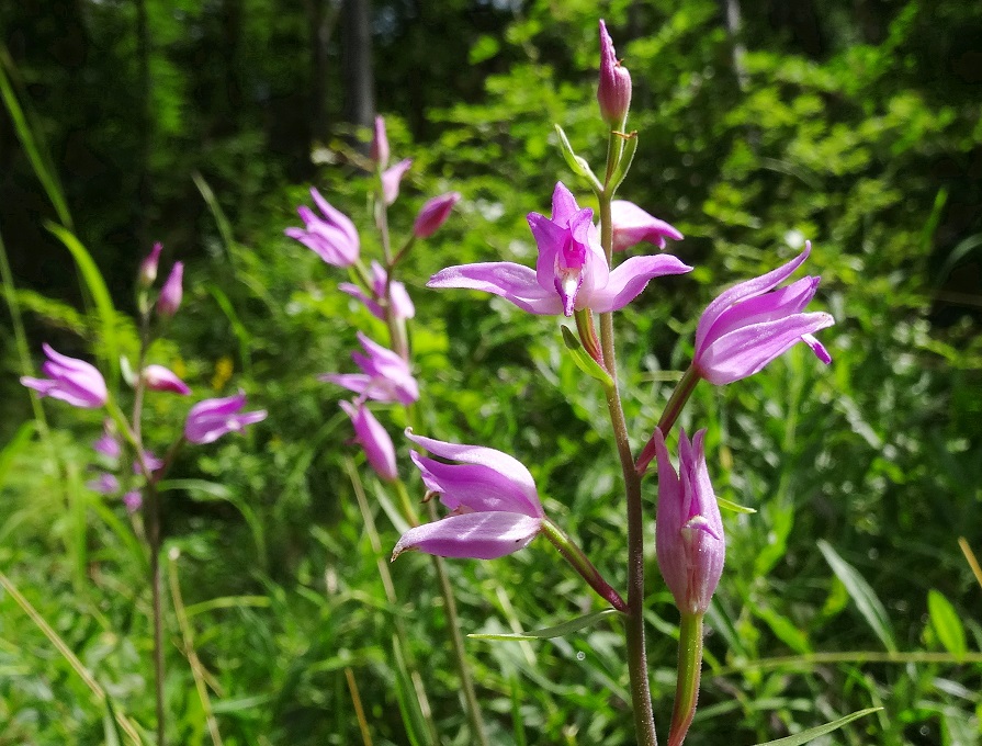 06-09-2018 Cephalanthera rubra DSC06816.jpg