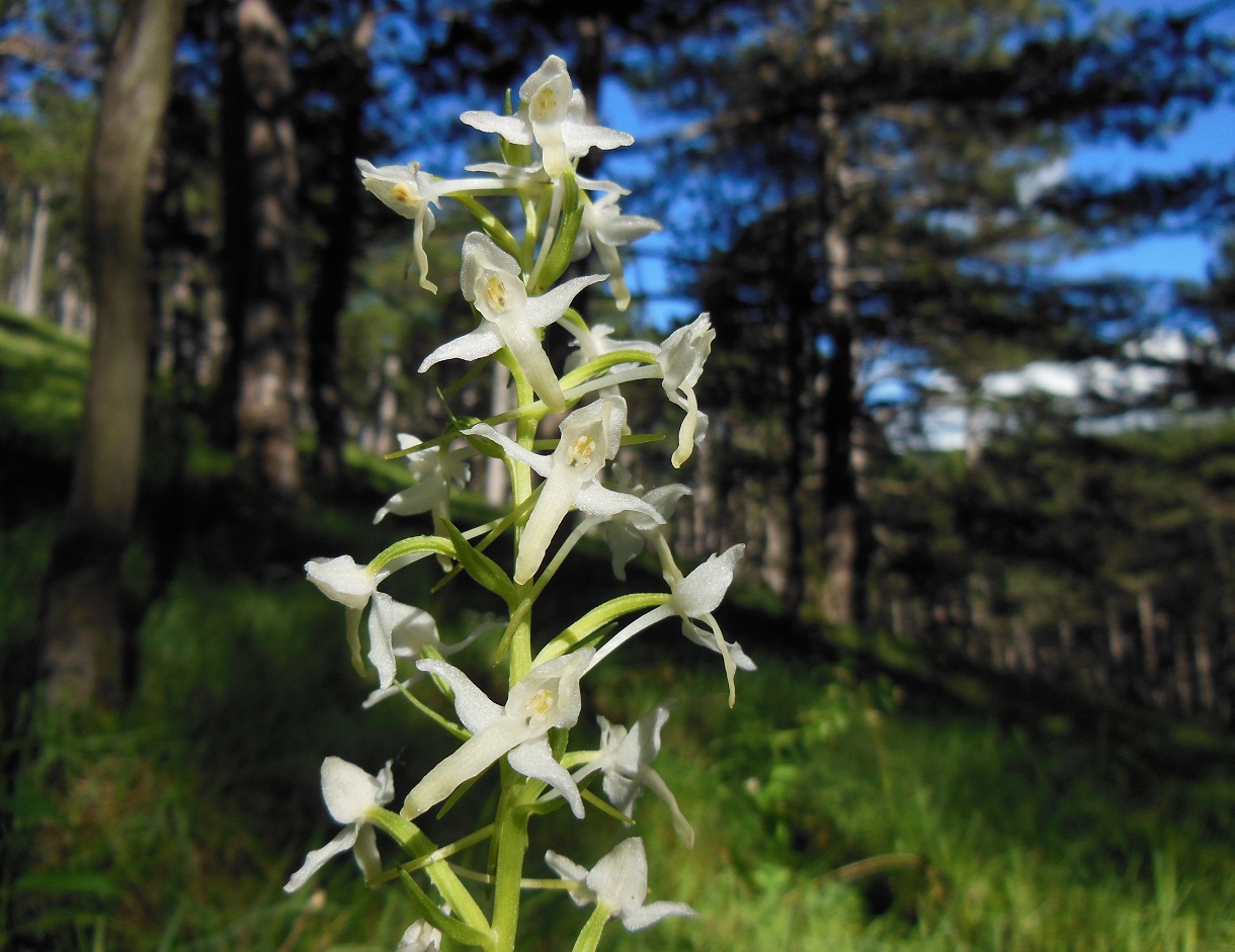 06-15-2016  Platanthera bifolia DSCN8450.jpg