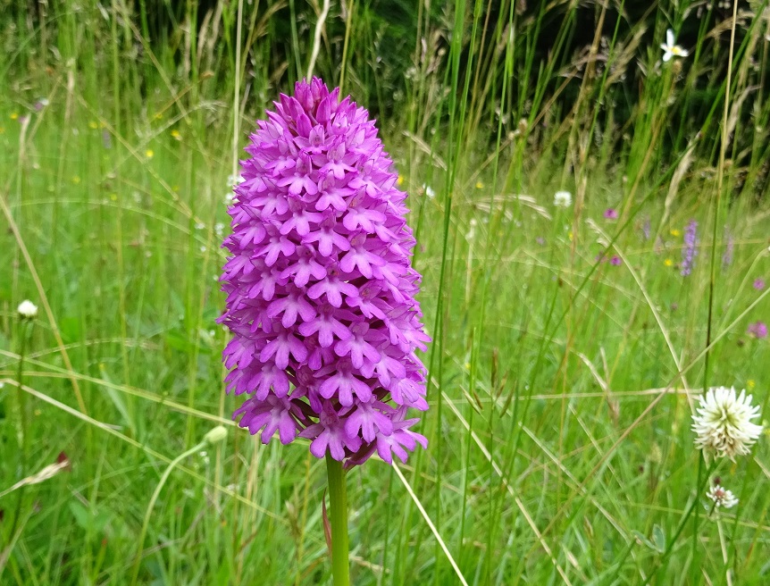 06-15-2020 Anacamptis pyramidalis DSC01615.jpg