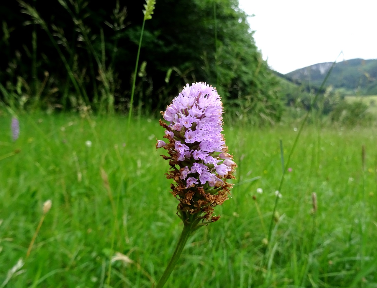 06-15-2020 Traunsteinera globosa DSC01878.jpg