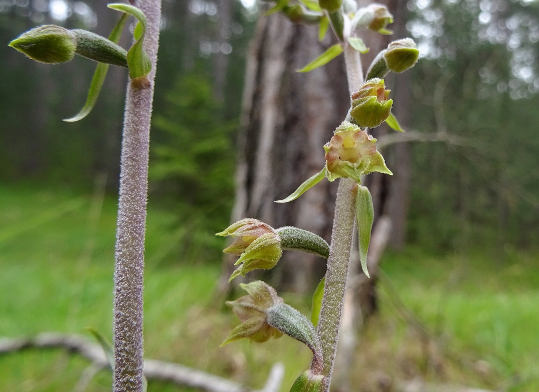 06-17-2020 Epipactis microphylla DSC02221 ).jpg