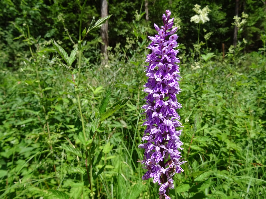 06-21-2020 Dactylorhiza fuchsii DSC08650.jpg