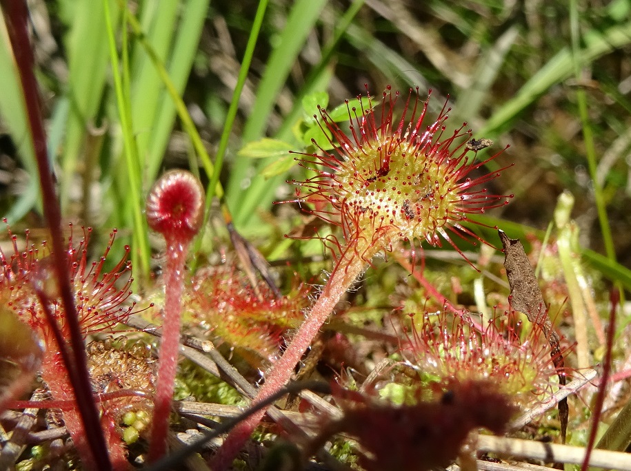 07-02-2019 Drosera rotundifolia.jpg