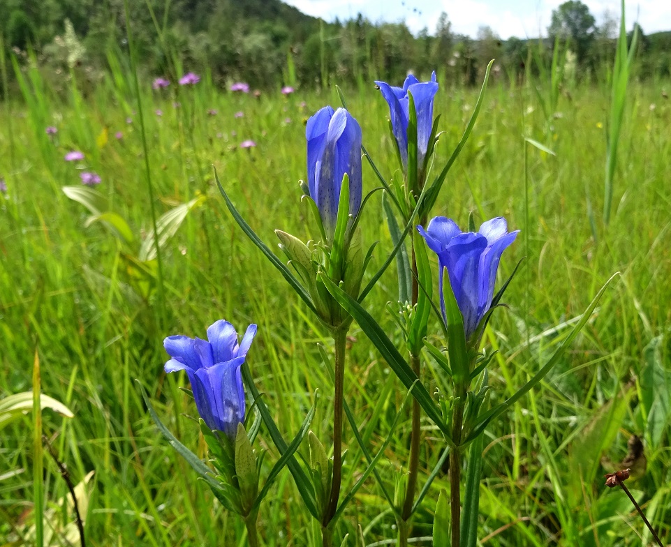 07-03-2020 Gentiana pneumonanthe DSC06593.jpg