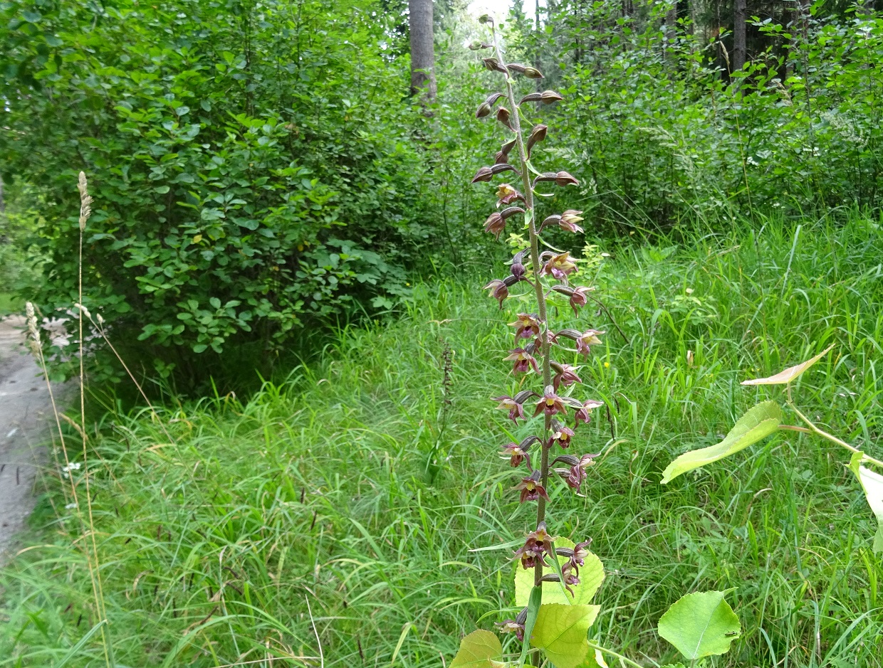 07-10-2019 Epipactis x schmalhausenii  DSC02254.jpg