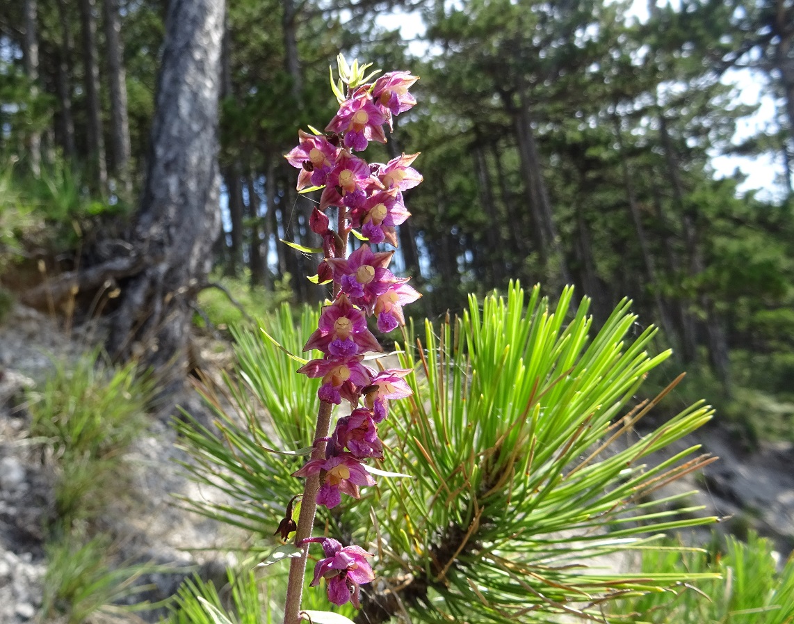 07-14-2020 Epipactis atrorubens.jpg