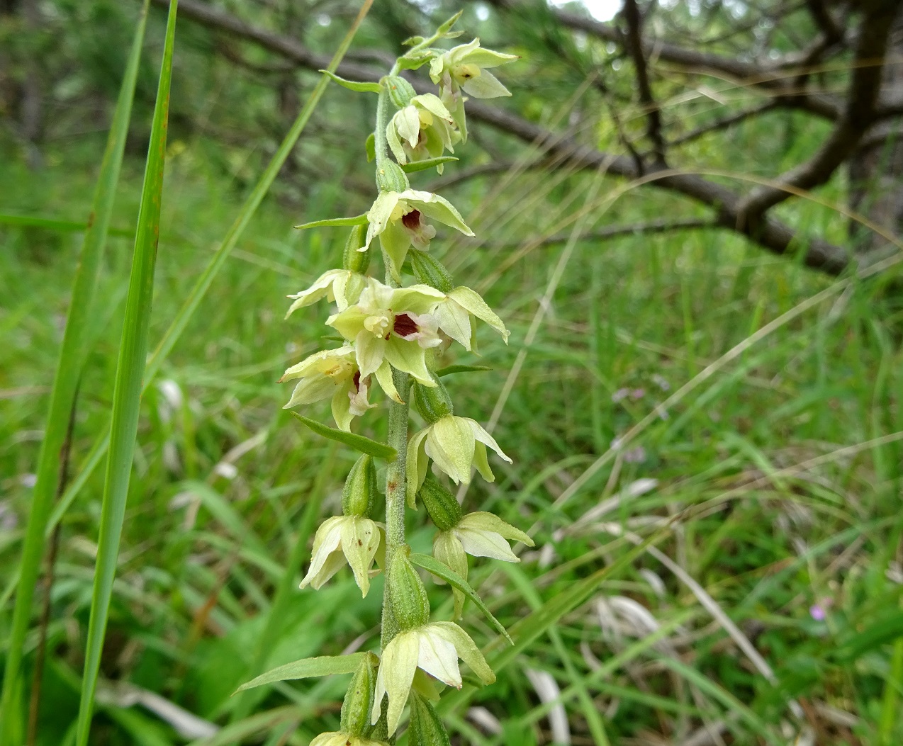 07-16-2020 Epipactis muelleri.jpg