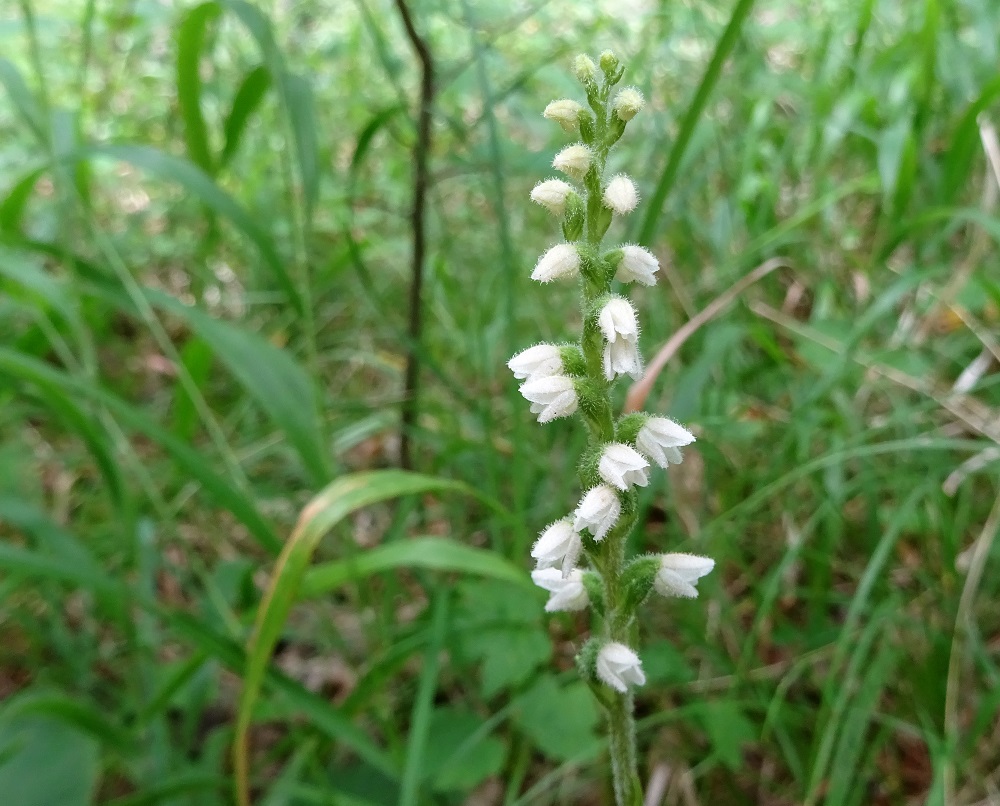 07-17-2020 Goodyera repens DSC03089.jpg