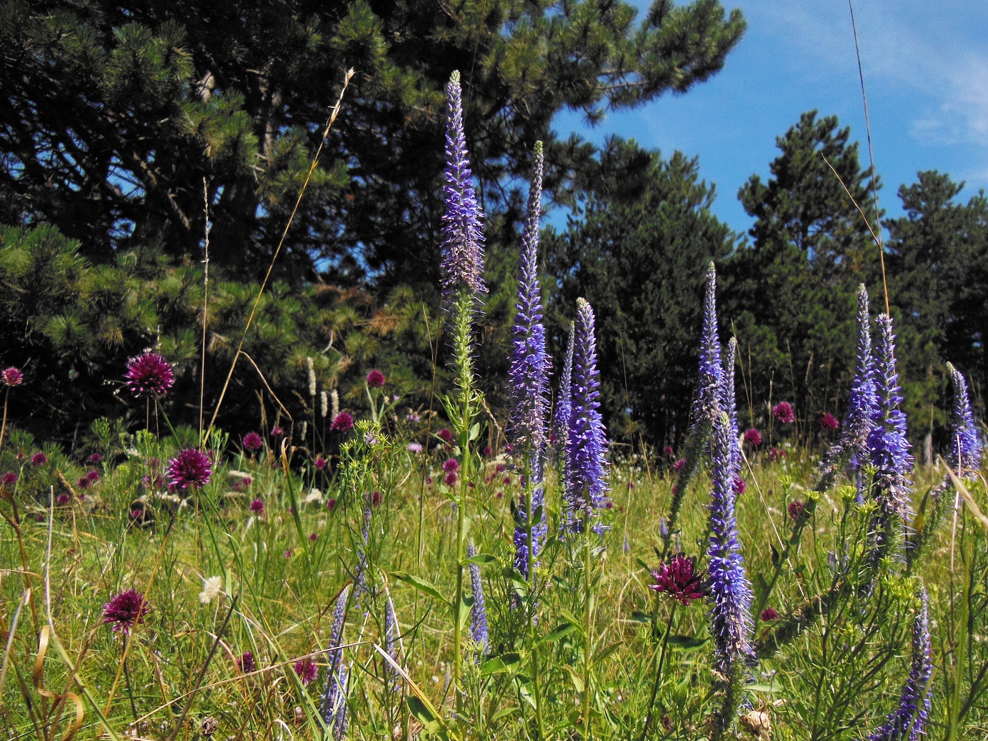 07-21-2016 Veronica spicata mit Kugellauch DSCN1320.jpg