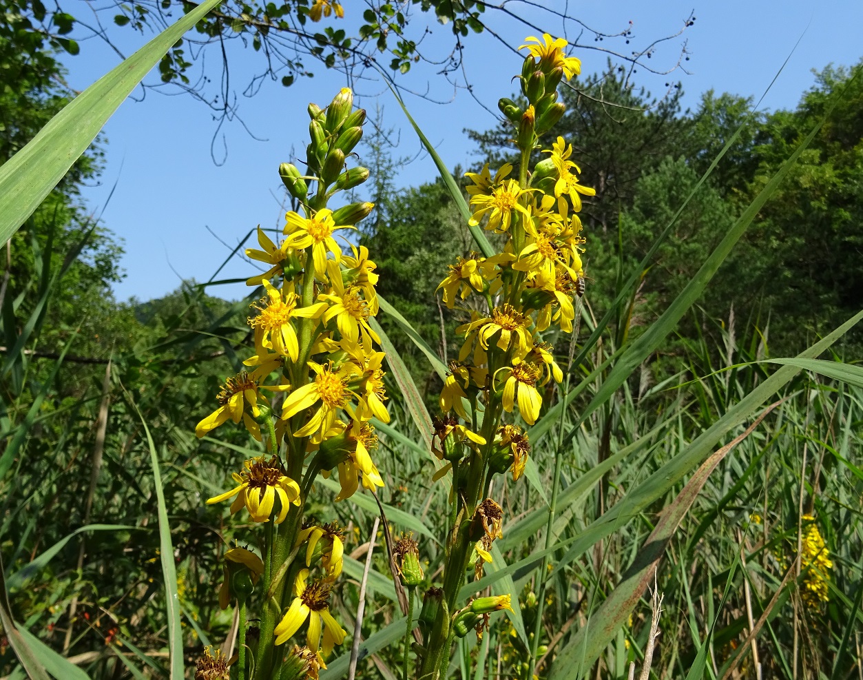 07-23-2018 Ligularia sibirica DSC00625.jpg