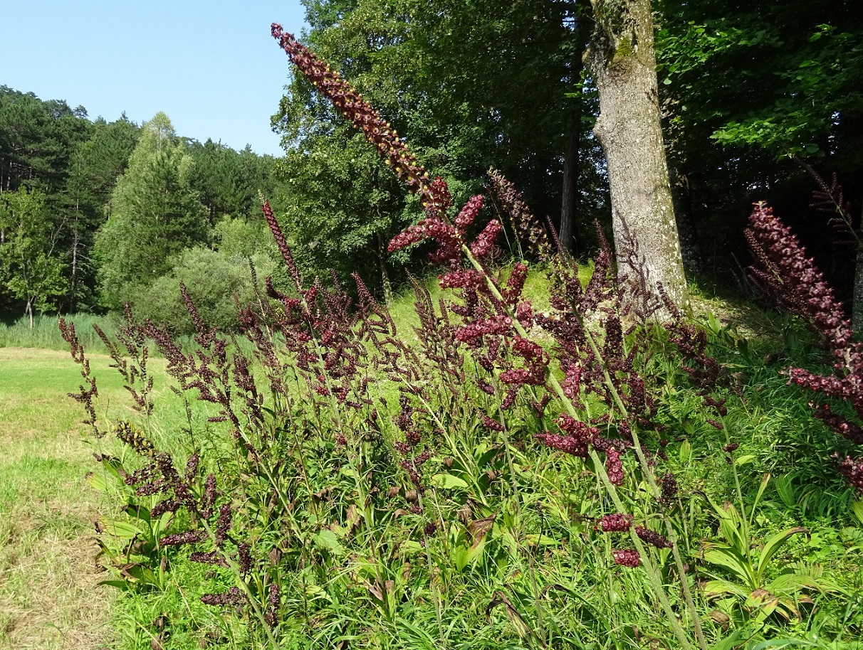 07-23-2018 Veratrum nigrum DSC00625.jpg