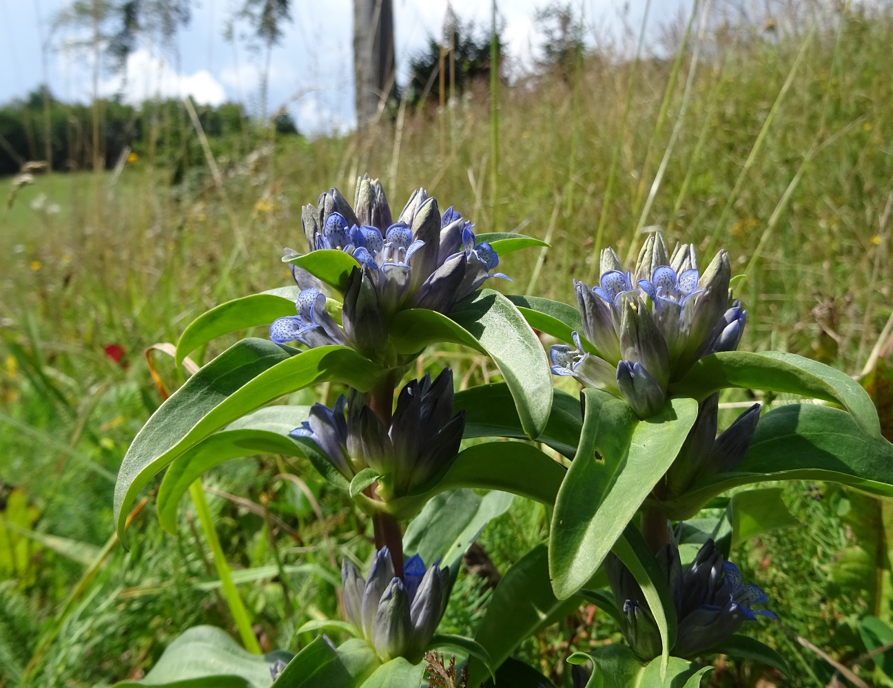 07-28-2018 Gentiana cruciata DSC01187.jpg