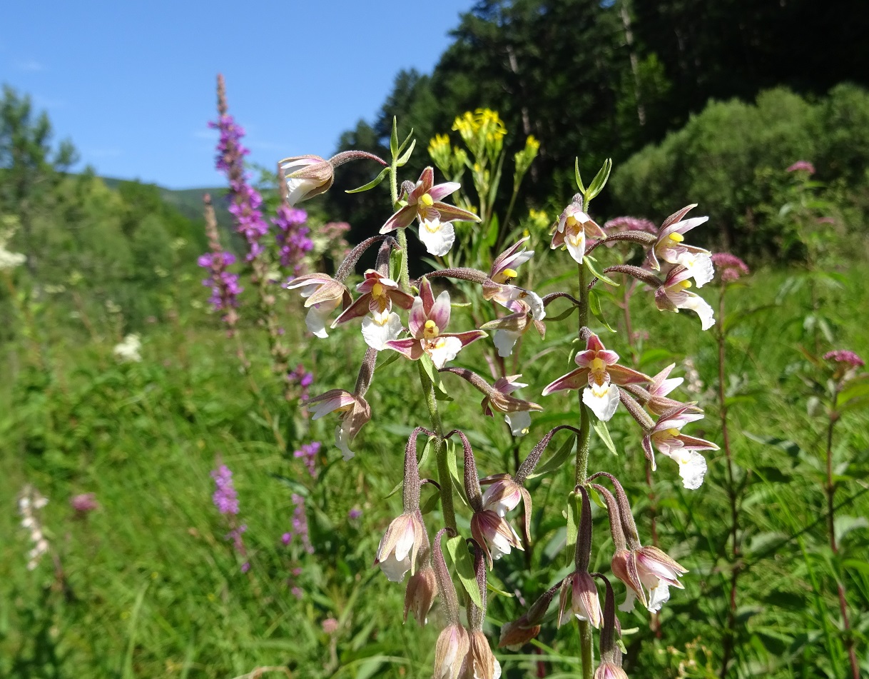 07-28-2020  Epipactis palustris.jpg