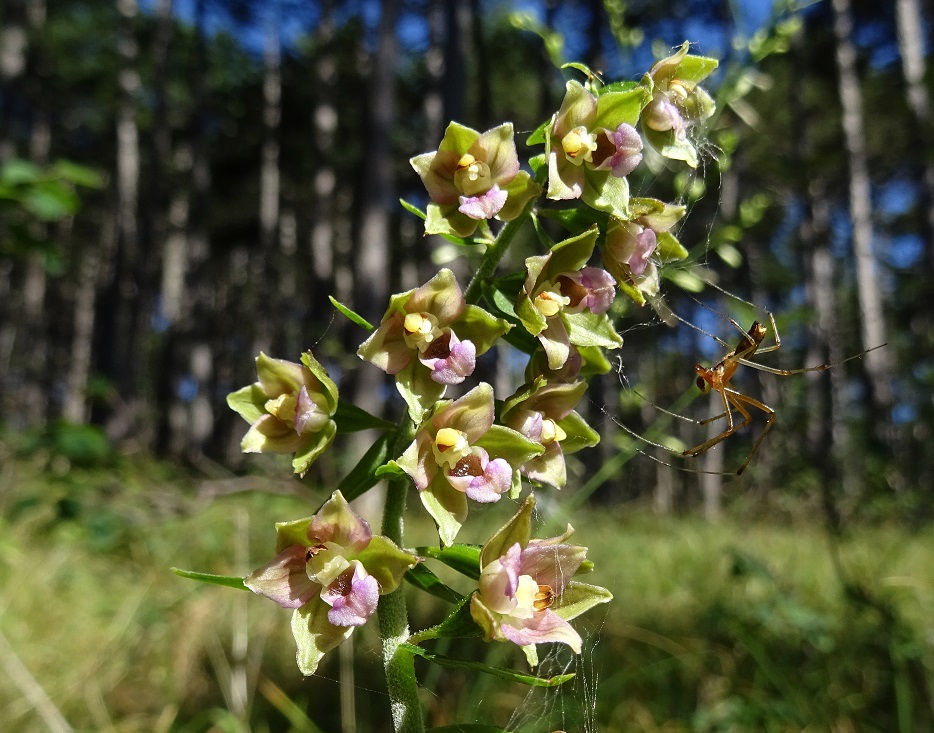 07-31-2020 Epipactis helleborine DSC07667.jpg