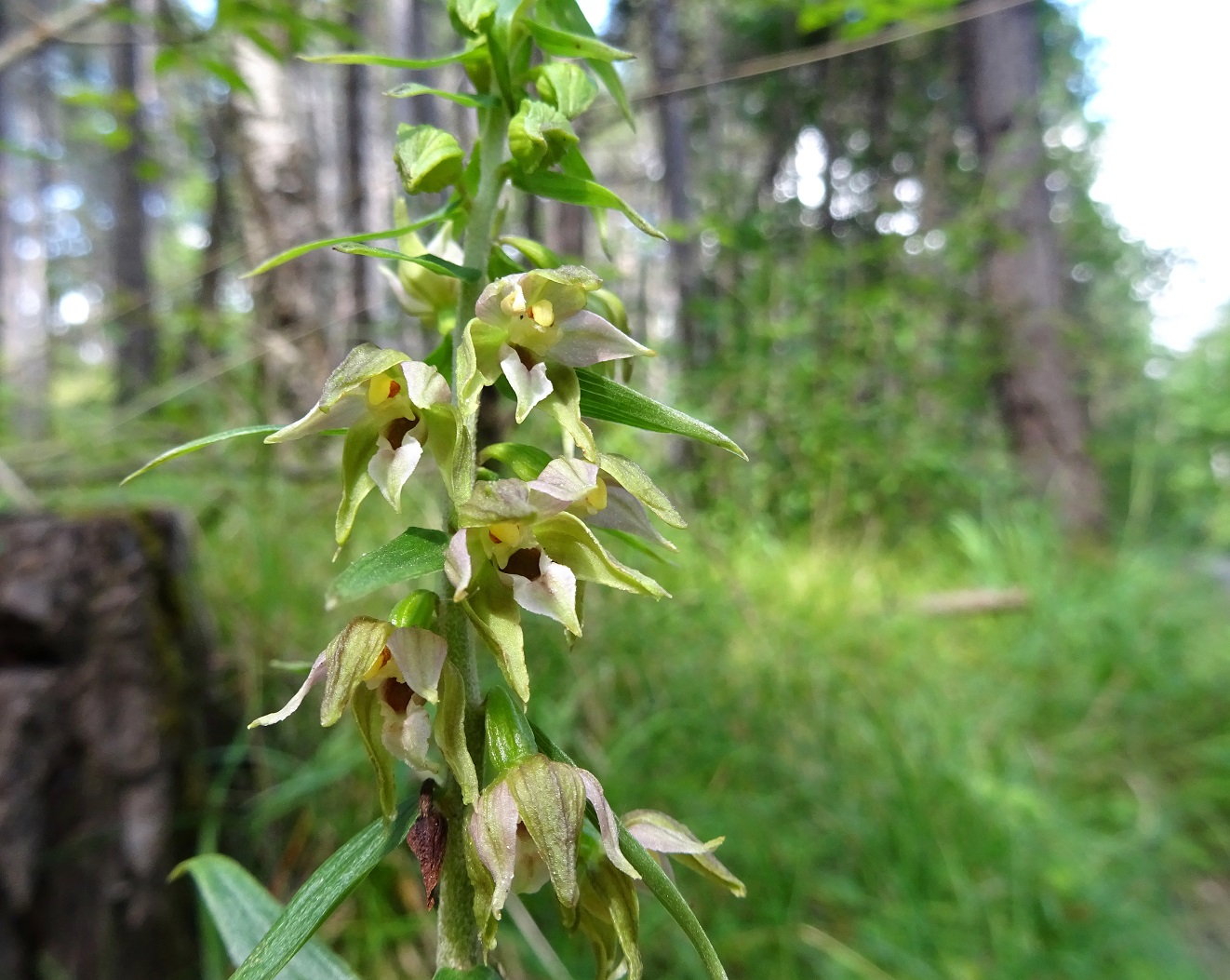 07-221-2020 Epipactis leptochila DSC05675.jpg