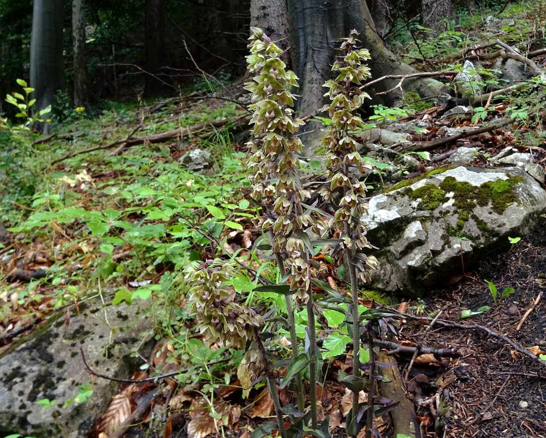 08-01-2021 Epipactis purpurata DSC01192.jpg