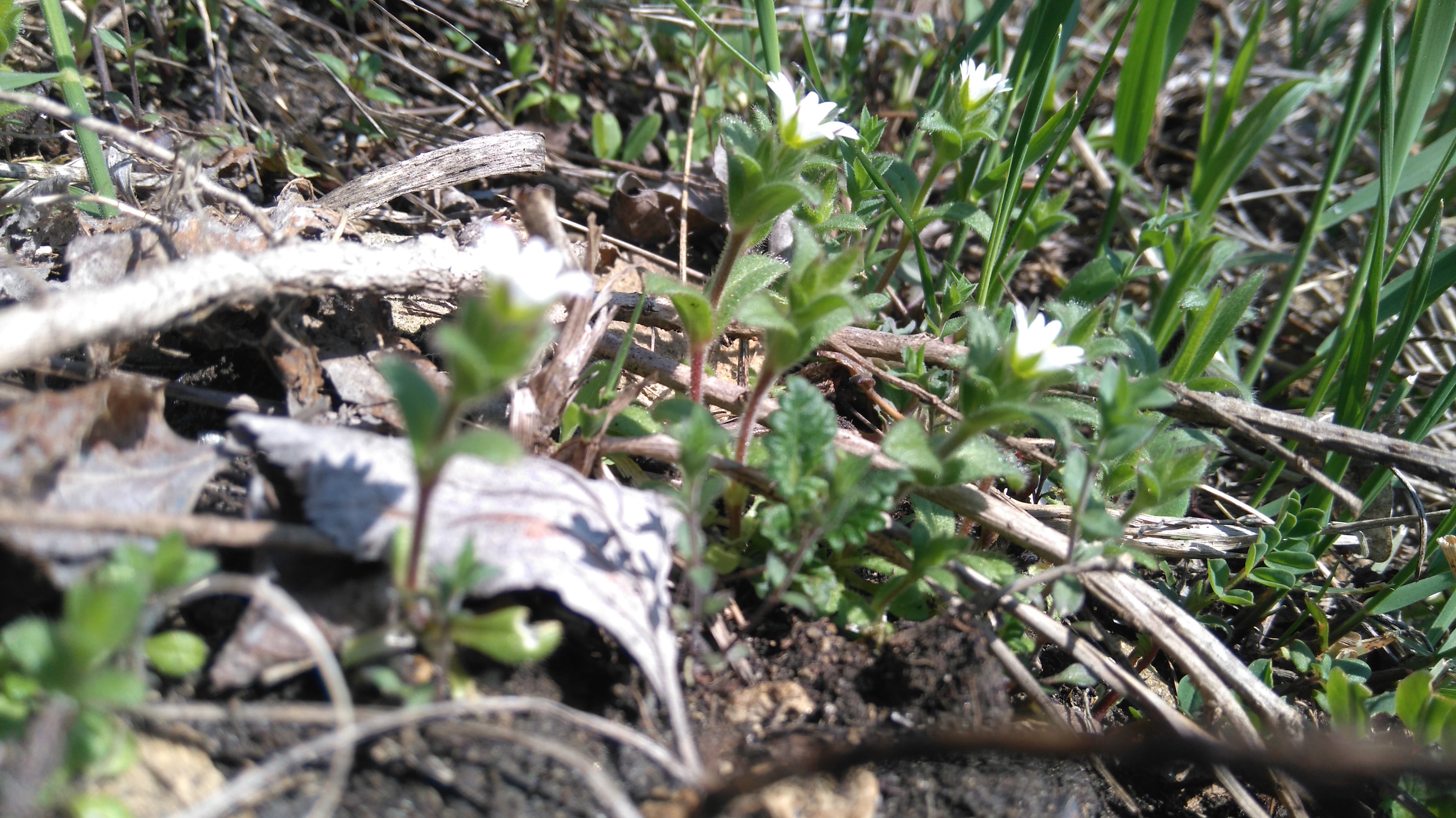 cerastium cf. pumilum bisamberg_7873.JPG