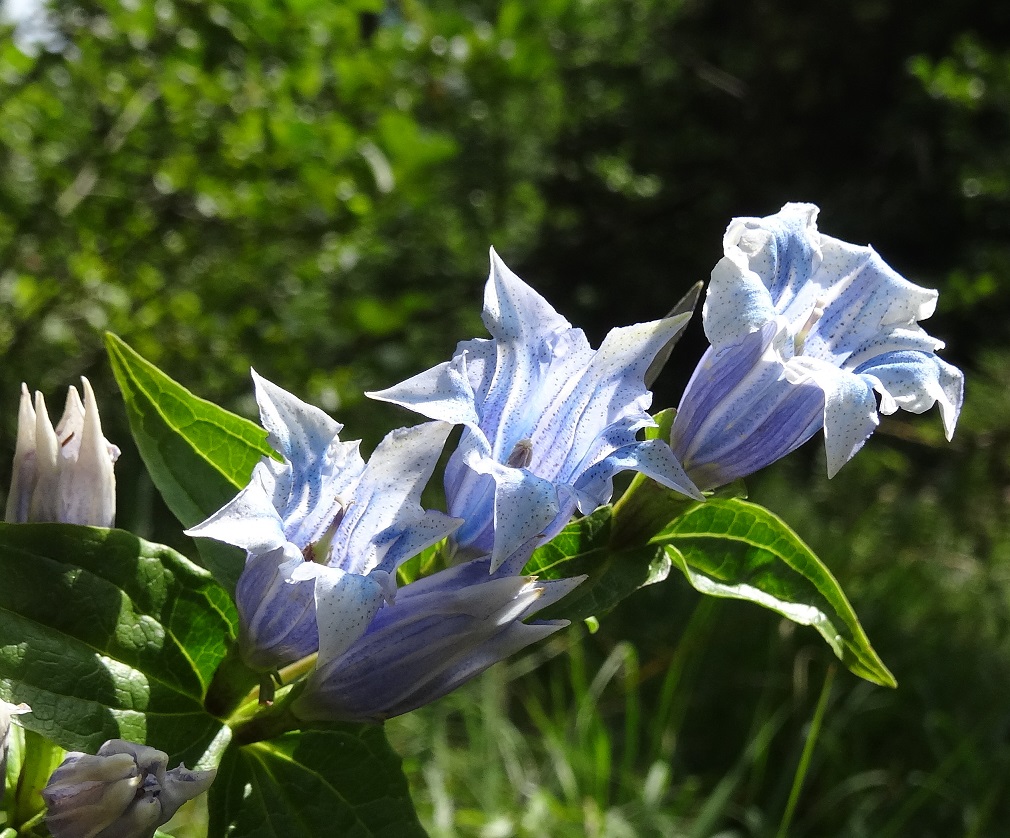 08-14-2017 Gentiana asclepiadea.jpg