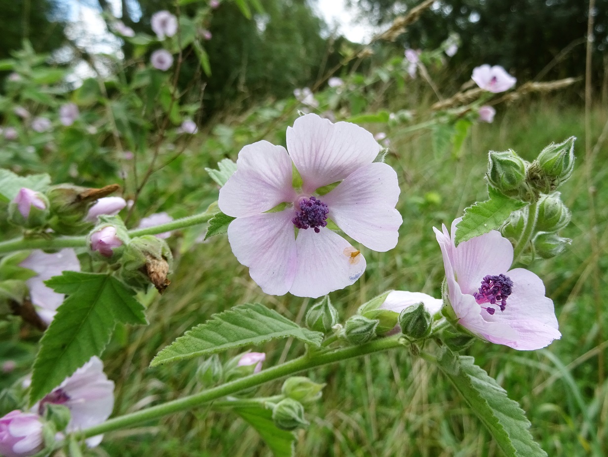 08-16-2020 Althaea officinalis.jpg