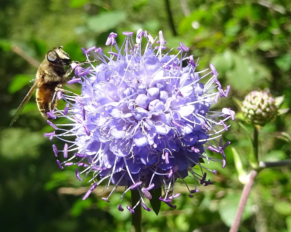 08-26-2020  Succisa pratensis.jpg