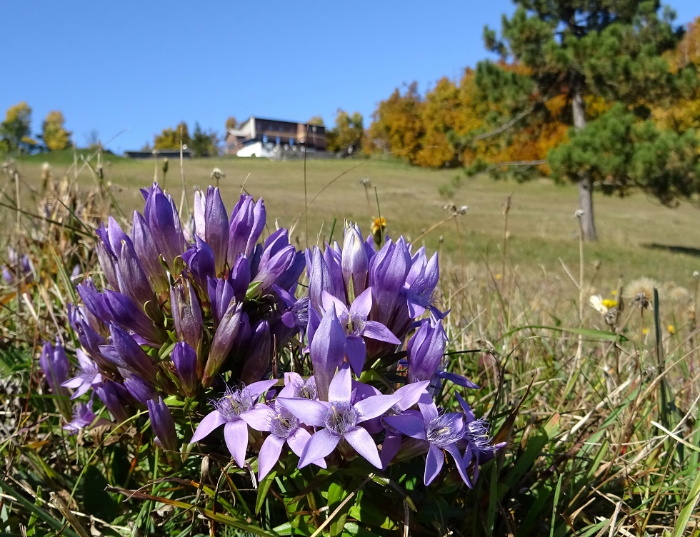 10-14-2019 Gentianella austriaca DSC02032.jpg