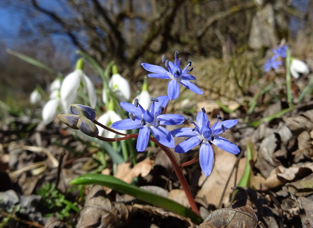 02-16-2020   Scilla vindobonensis DSC07499.jpg