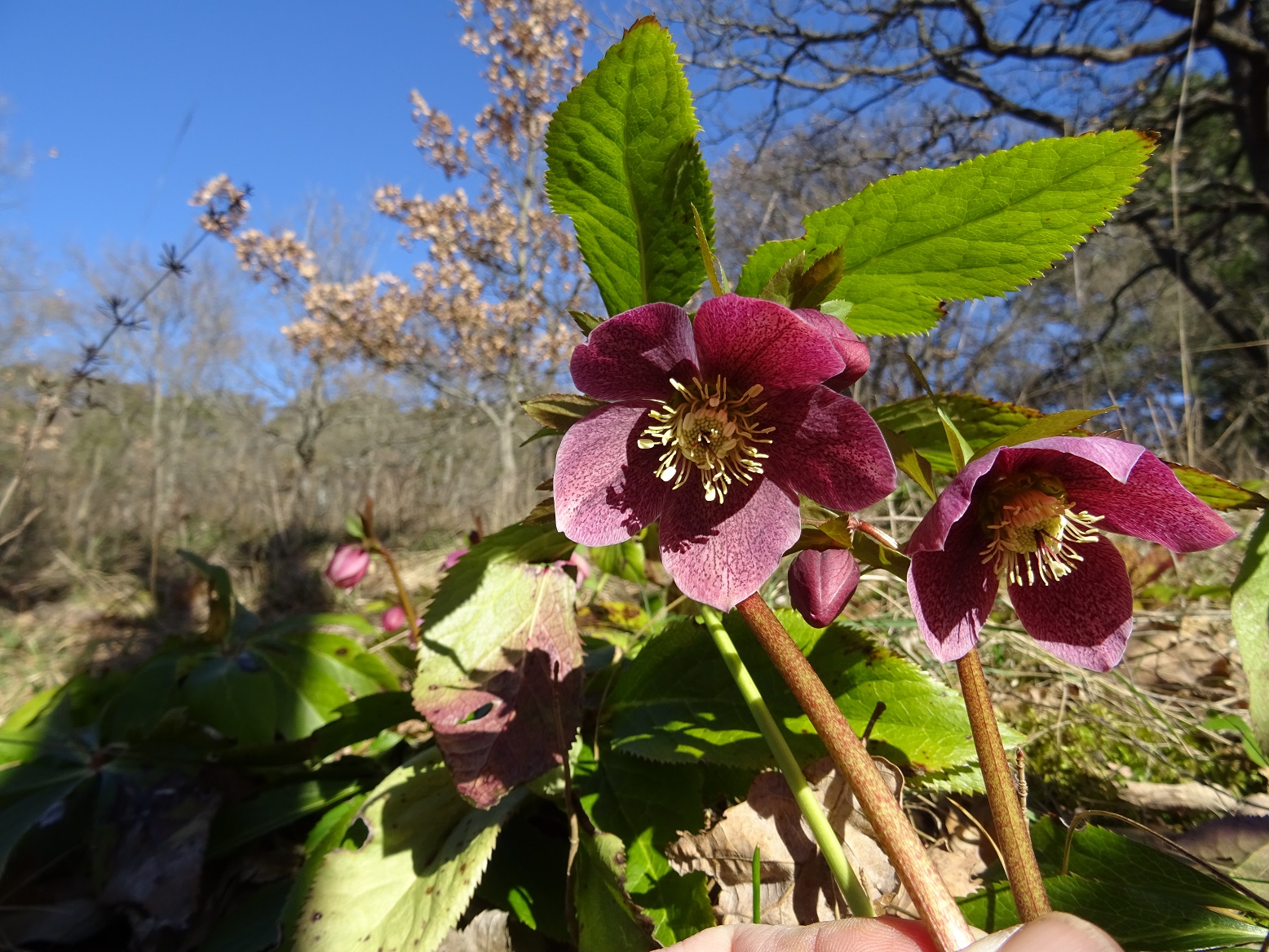 02-20-2020  Helleborus orientalis DSC07652.jpg