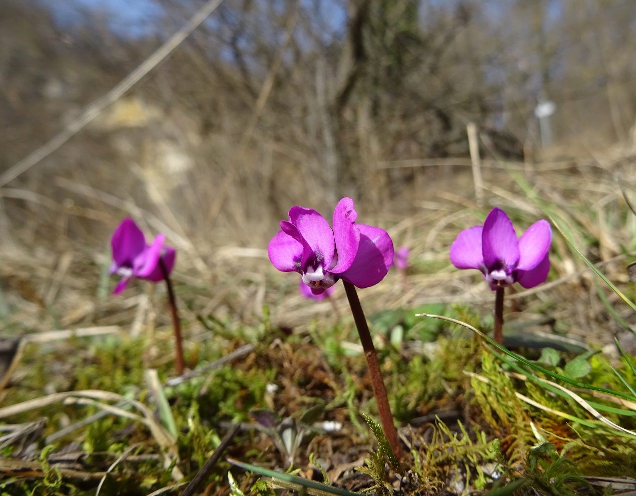 02-23-2021 Cyclamen coum.jpg