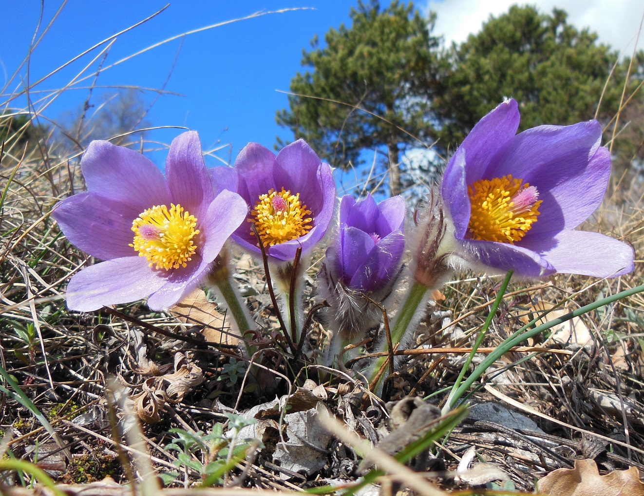 02-24-16  Pulsatilla grandis.jpg