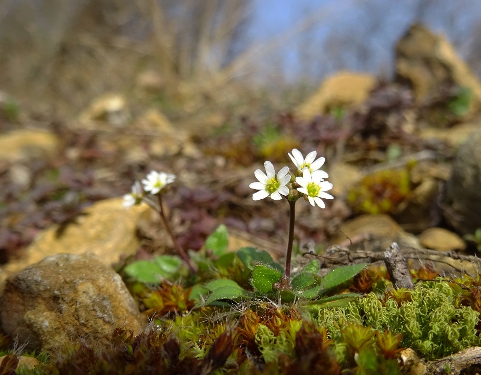 02-25-2021  Erophila verna aggr. DSC09238.jpg