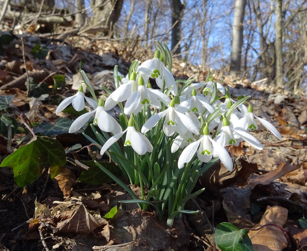 02-27-2019 Galanthus nivalis DSC02944.jpg