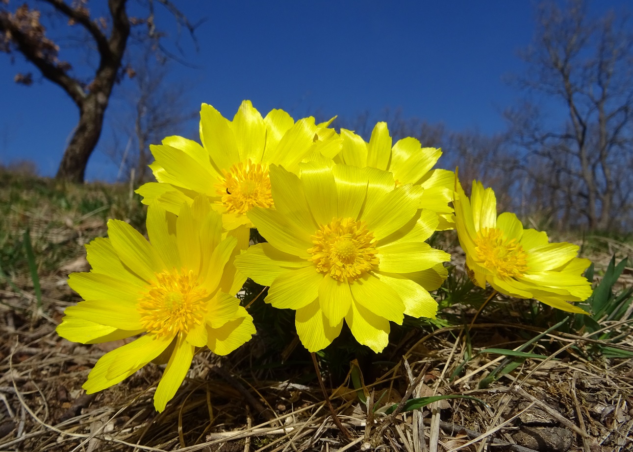 03-07-2019 Adonis vernalis DSC03902.jpg