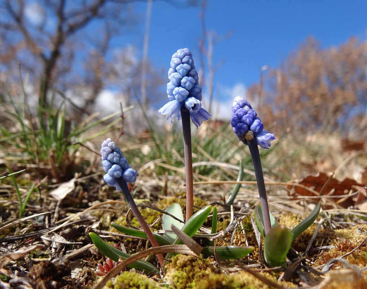 03-13-2018 Muscari azureum DSC09698.jpg