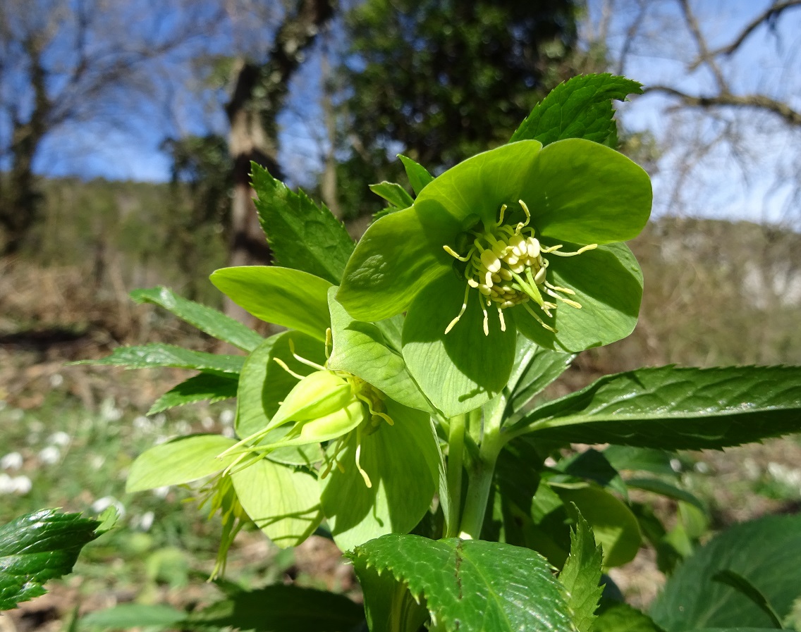 03-12-2020  Helleborus viridis.jpg