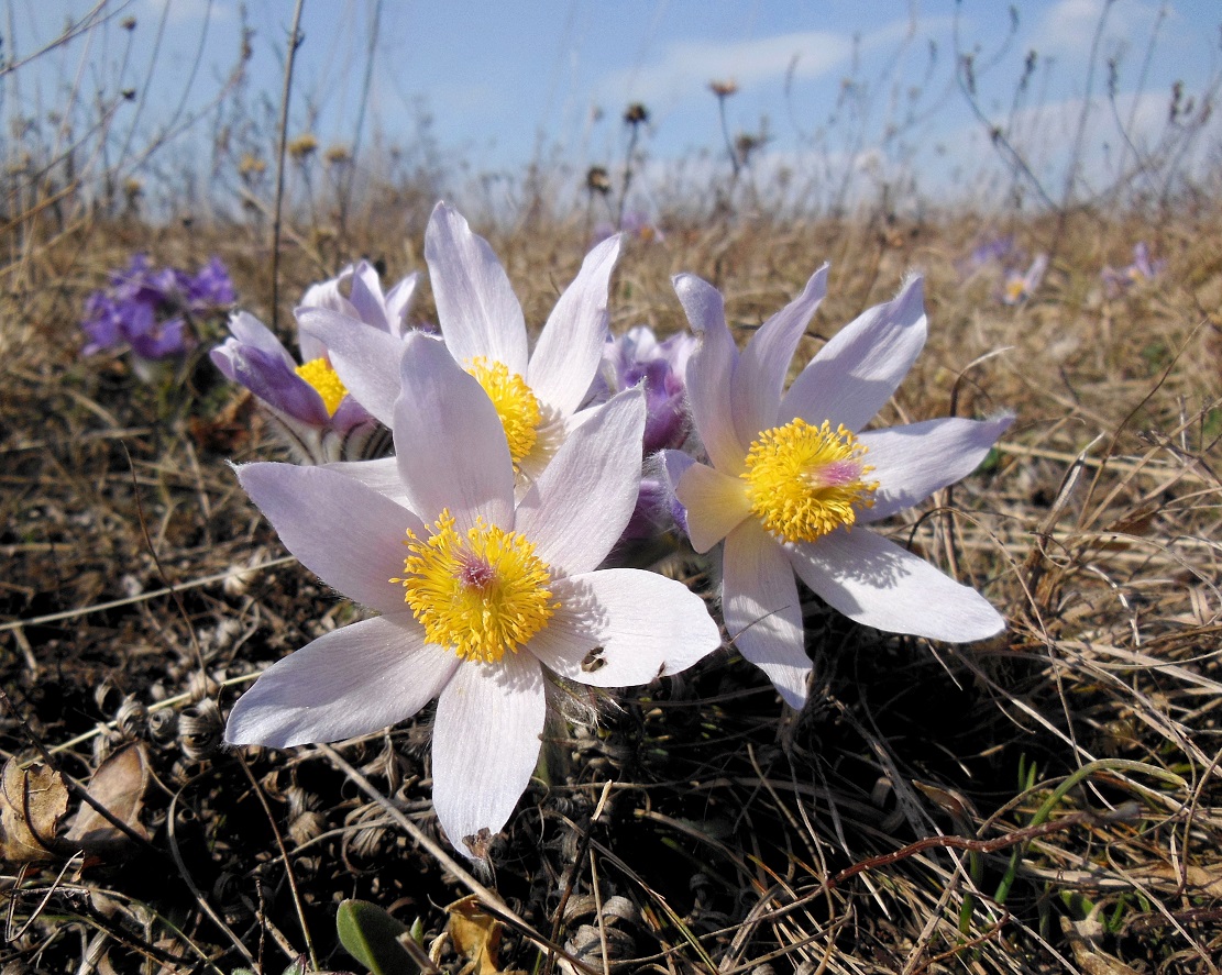 03-16-2017 Pulsatilla grandis, albiflora DSCN3741.jpg