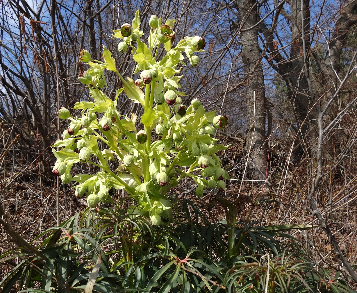 03-25-2018 Helleborus foetidus DSC00447.jpg