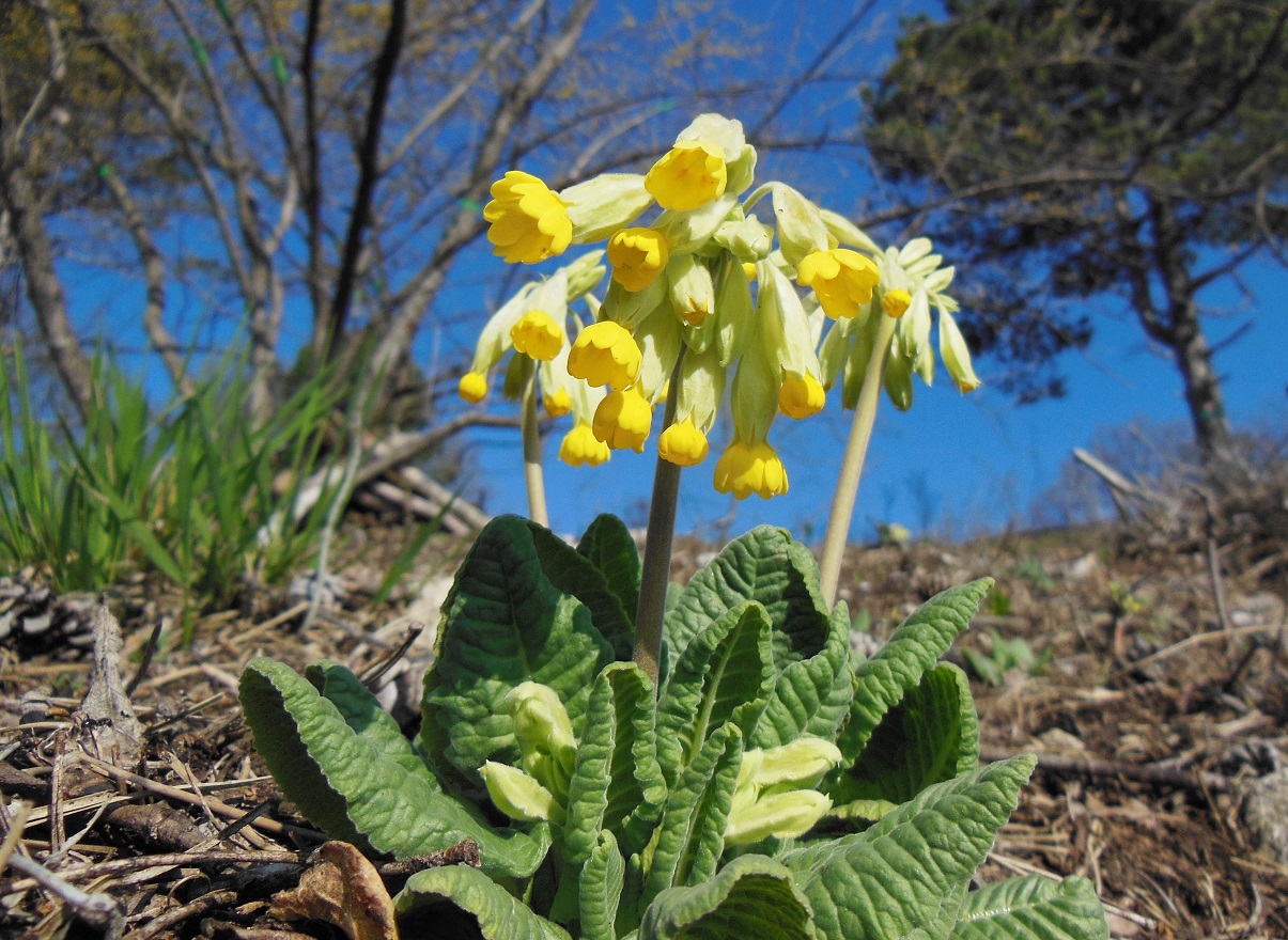 03-27-16  Primula veris.jpg