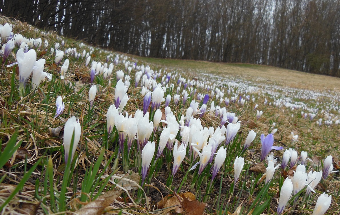 03-29-2016 Crocus purpureus.jpg