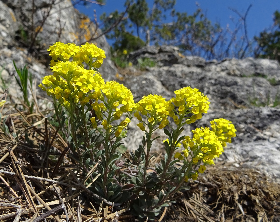 03-31-2019  Alyssum montanum DSC07904.jpg