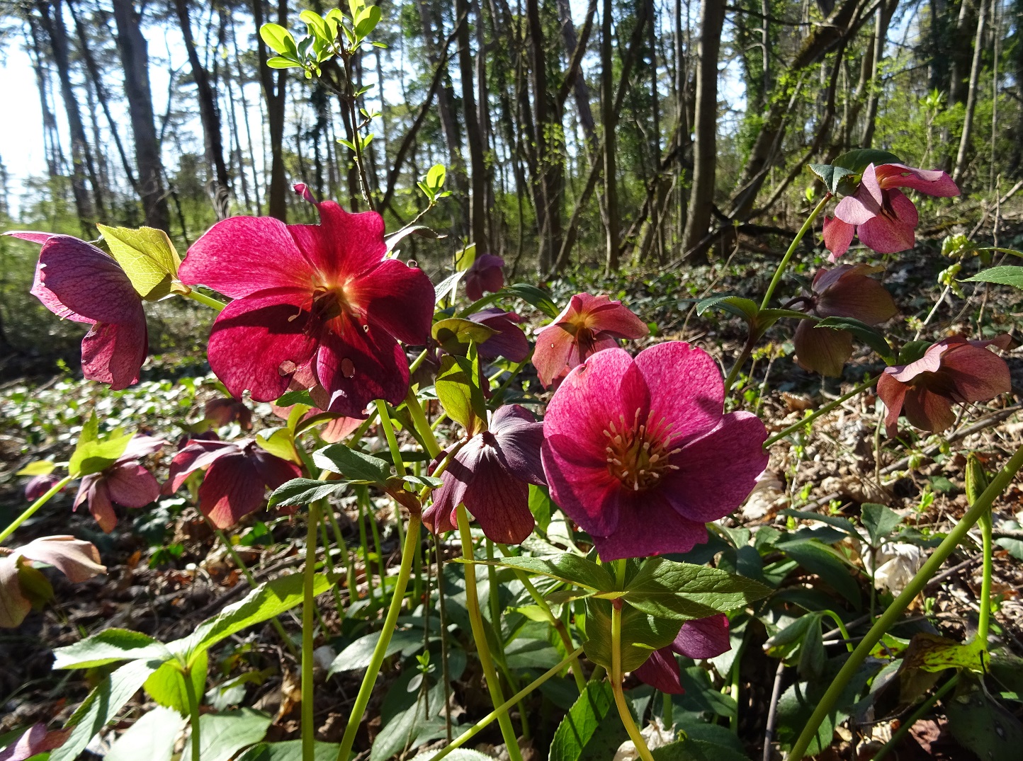 04-02-2020 Helleborus orientalis DSC04113.jpg